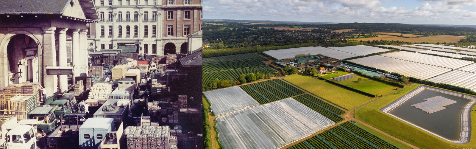 covent garden sheeplands farm